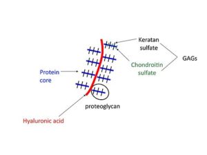 GAG Glykosaminoglykane