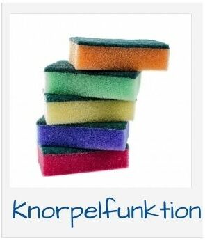 Knorpelfunktion